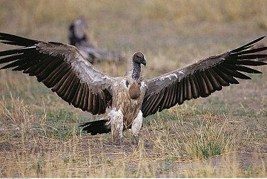 对比原版《塞尔达：御天之剑HD》载入时间几乎减半